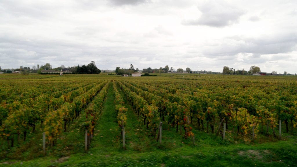 wine vineyard in Bordeaux france