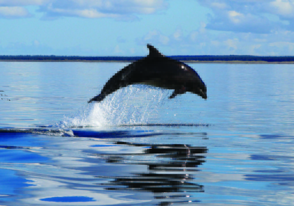 dolphin in the Scottish ocean