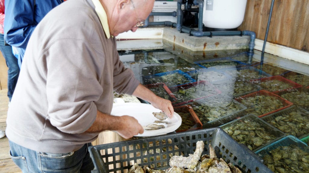 man shucking oysters