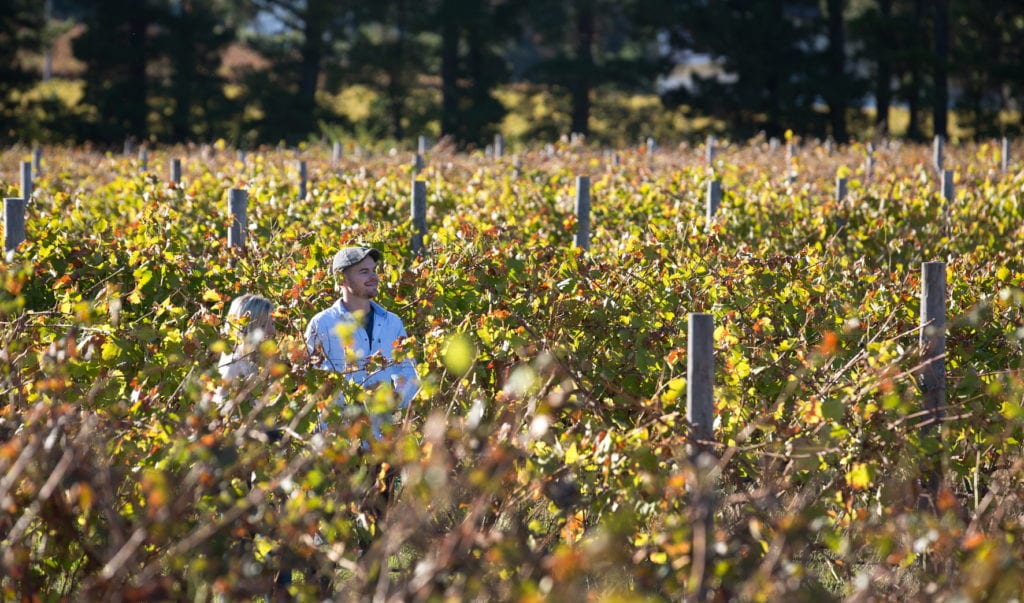 young couple walking through a wine vineyard in Franschhoek