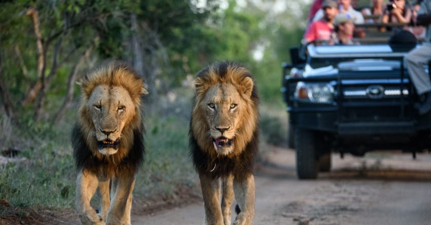 An African Safari Adventure at Kruger Park’s Sabi Sabi Private Game Reserve