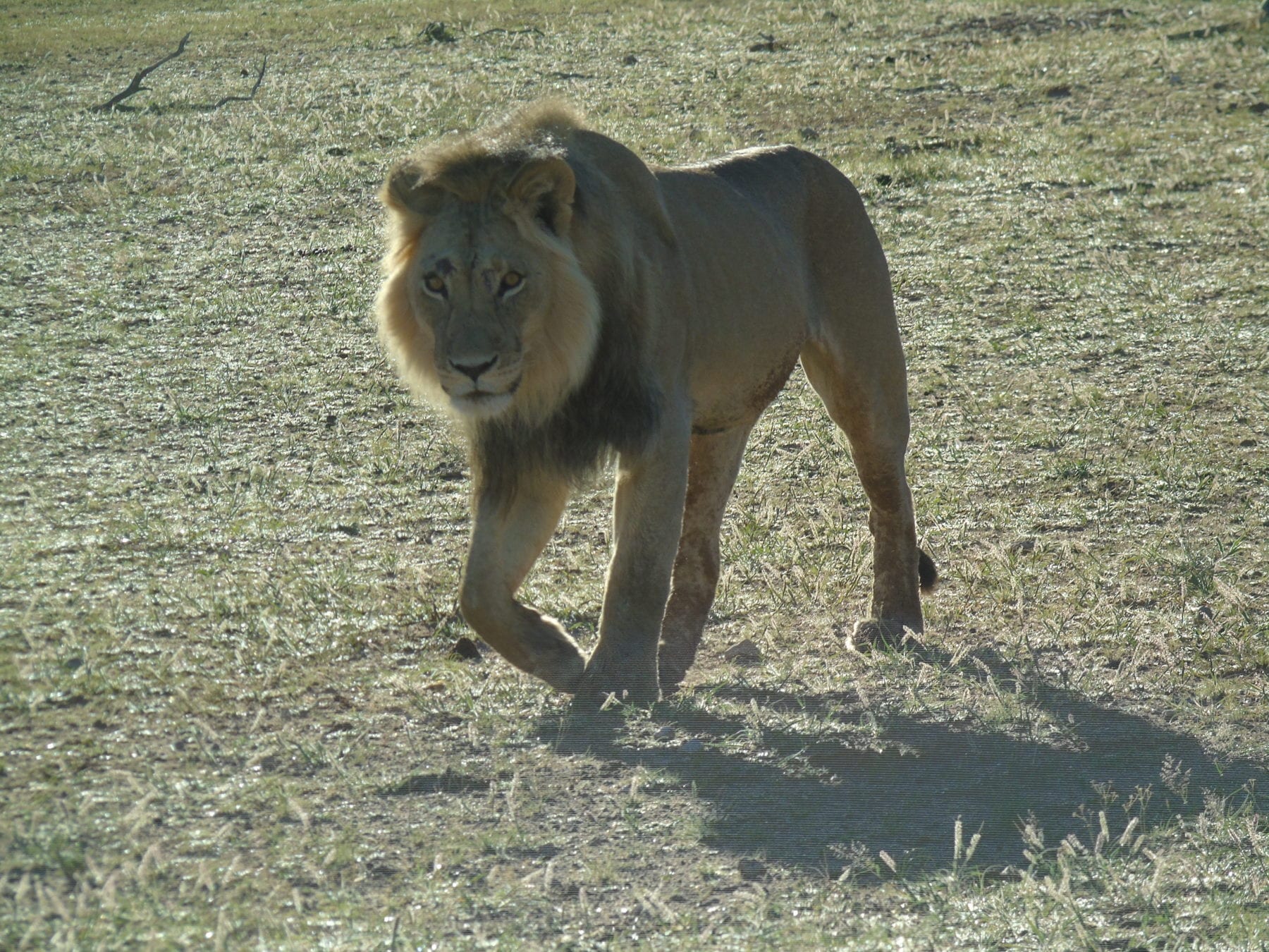 lion walking through South Africa’s Kalahari Desert