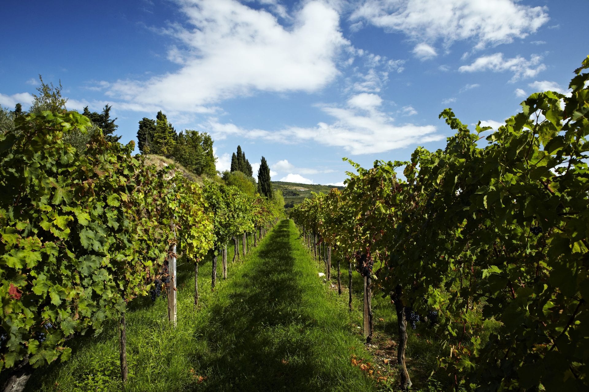 allegrini winery's wine vineyard