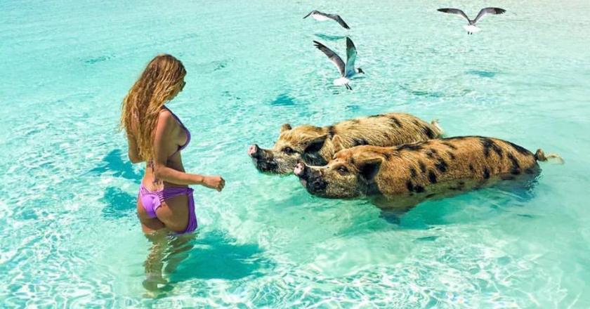 Weird but True, the Incredible Swimming Pigs of Exuma, The Bahamas