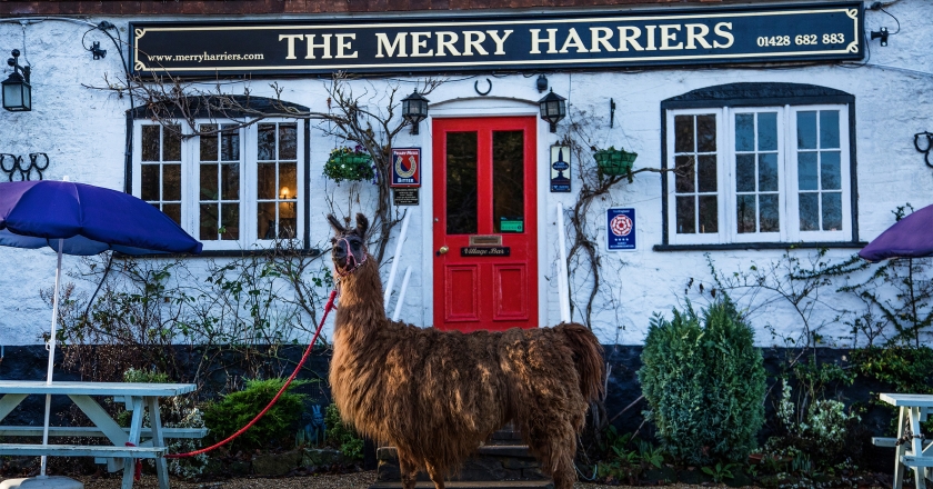 Llama love,  Shepherd Hut Glamping, English Pub Life at Hambledon’s Merry Harriers Pub
