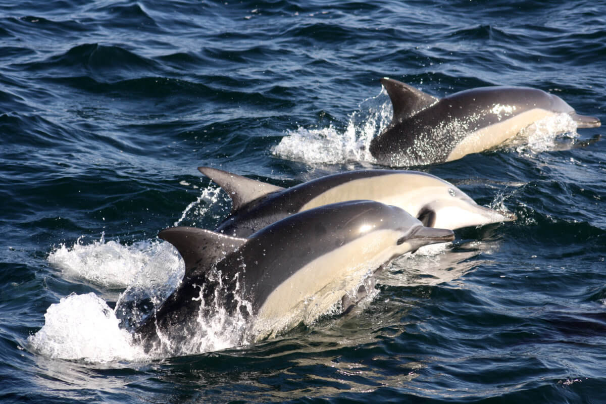 Southern Right Whales