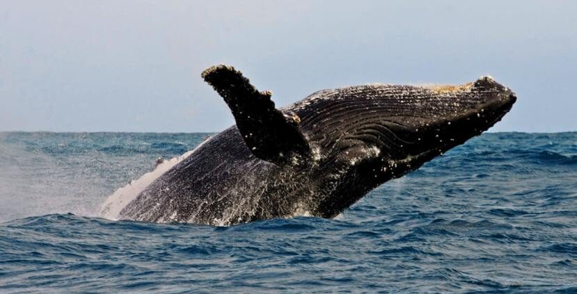 The Hermanus Whale Festival: A Celebration of Southern Right Whales in  South Africa You Don't Want to Miss - Beau Monde Traveler Luxury Travel  Magazine