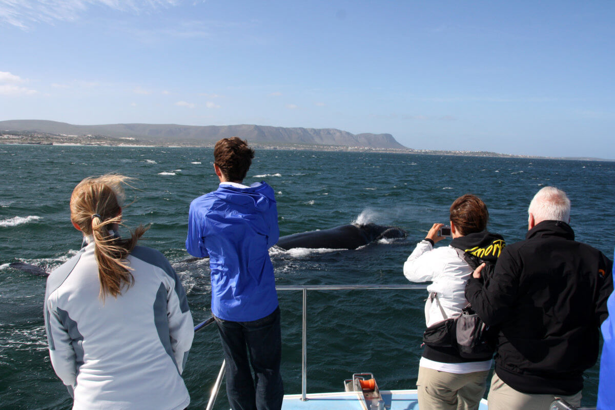 Southern Right Whales