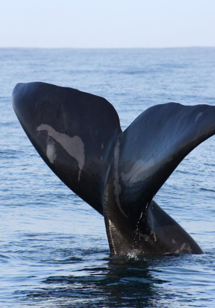 Southern Right Whales