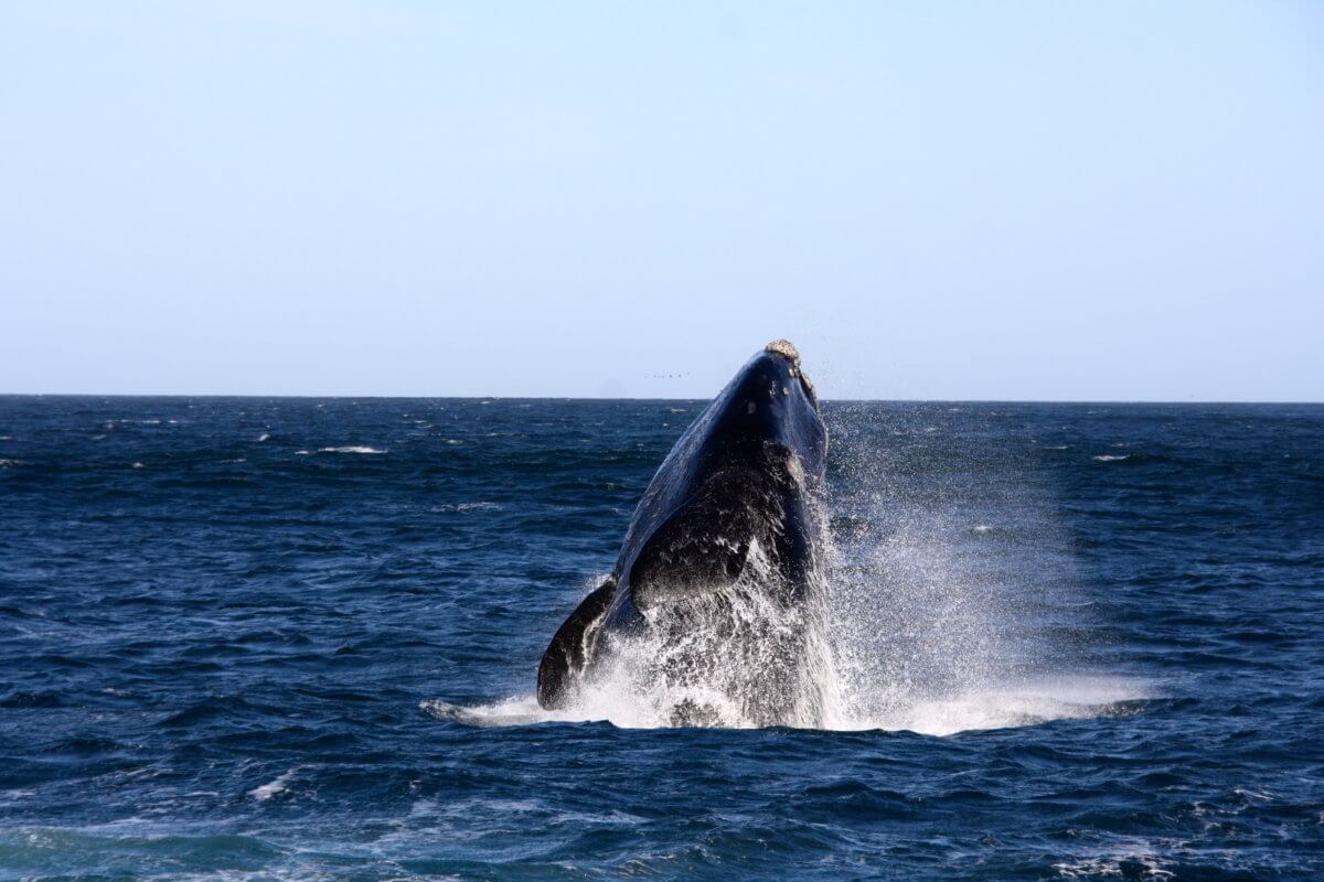 Southern Right Whales