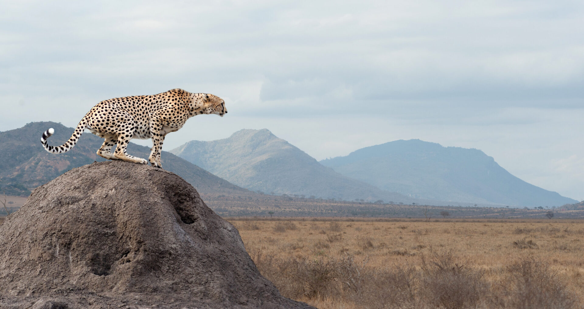 cheetah on a termite mount in the masai mara