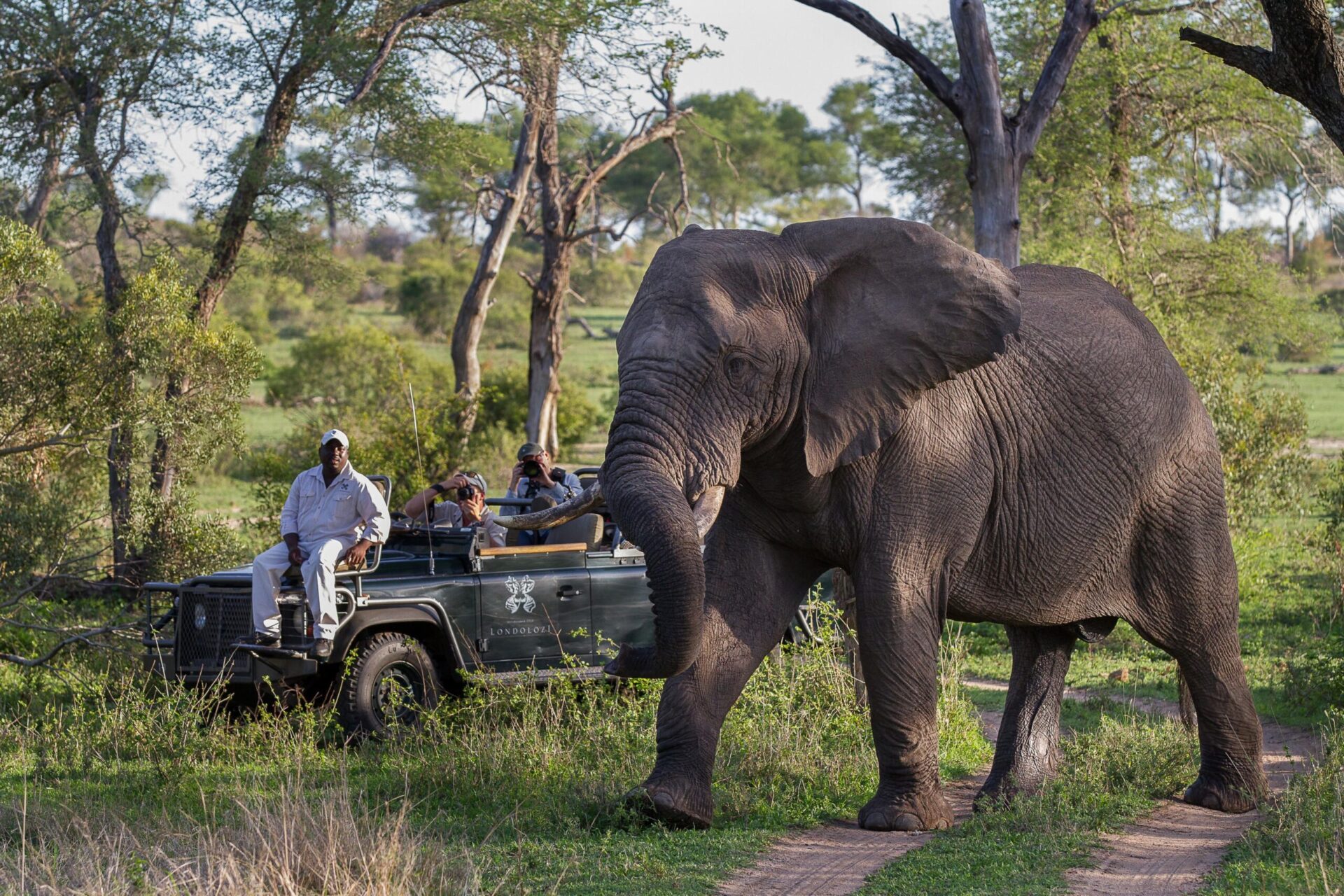 Londozi elephant next to safari car.