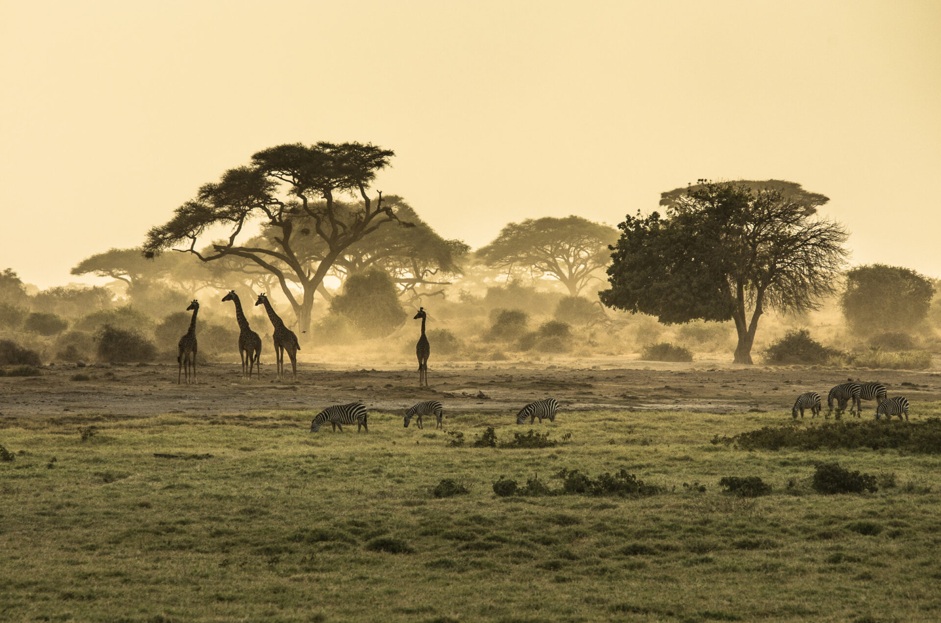 wildlife in Kenya safari Ker & Downey Africa