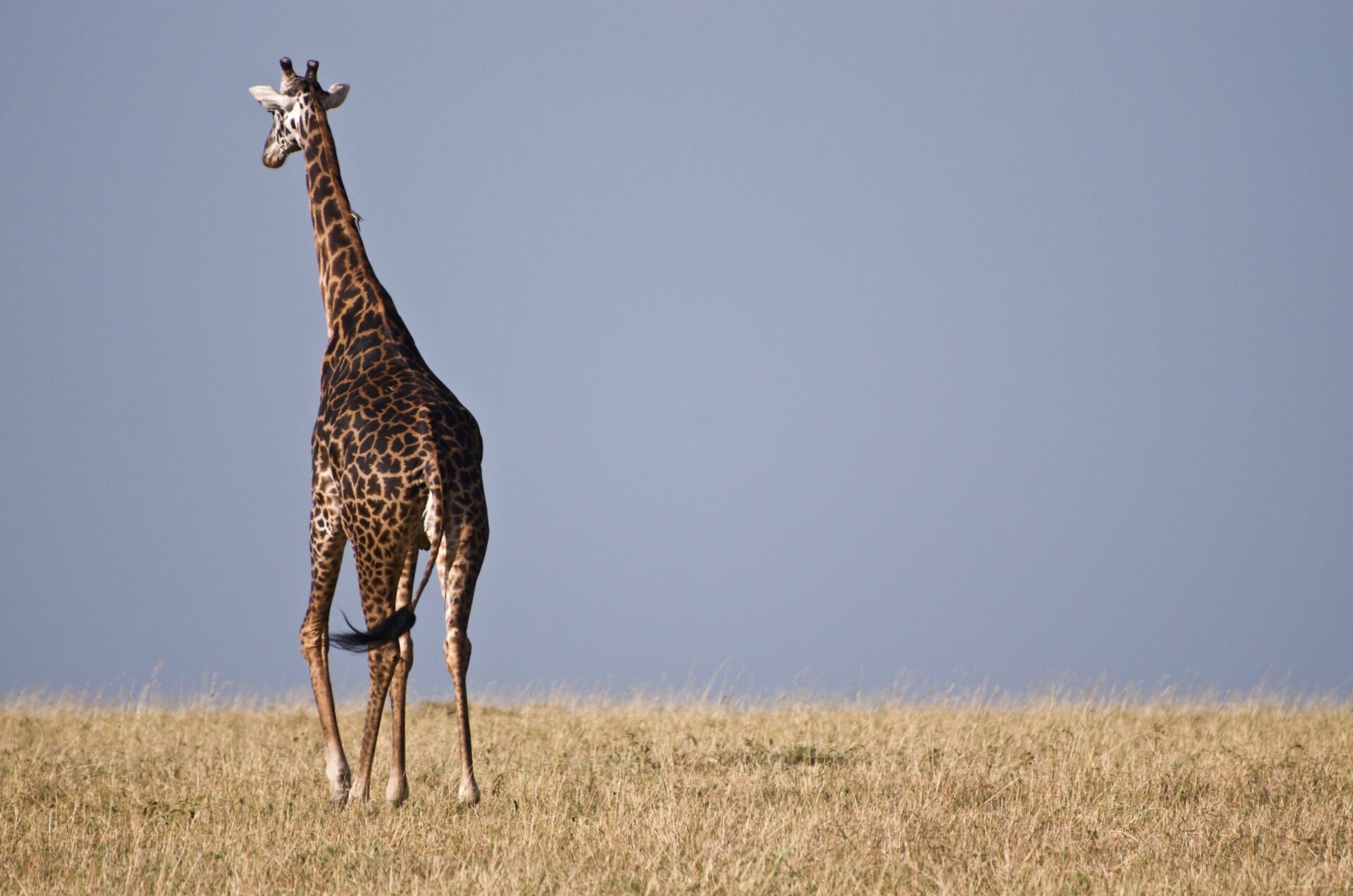 Giraffe Kenya Masai Mara Safari