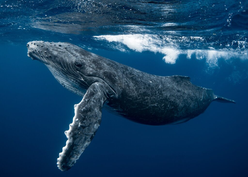 Swim With Humpback Whales in Iceland in this Ultimate Encounter With ...