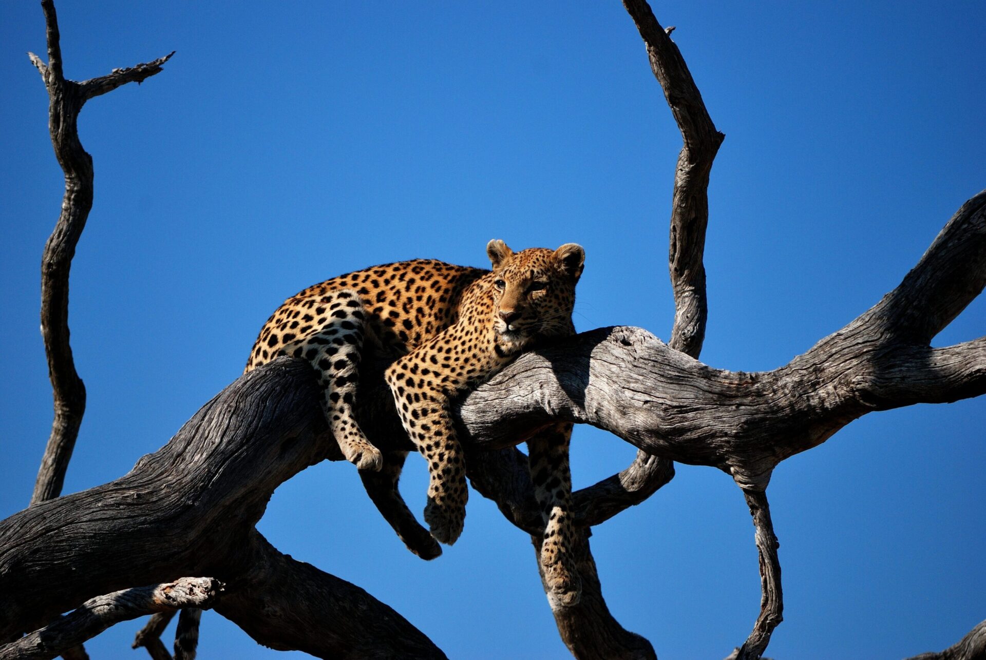 Leopard Okavango Delta Botswana