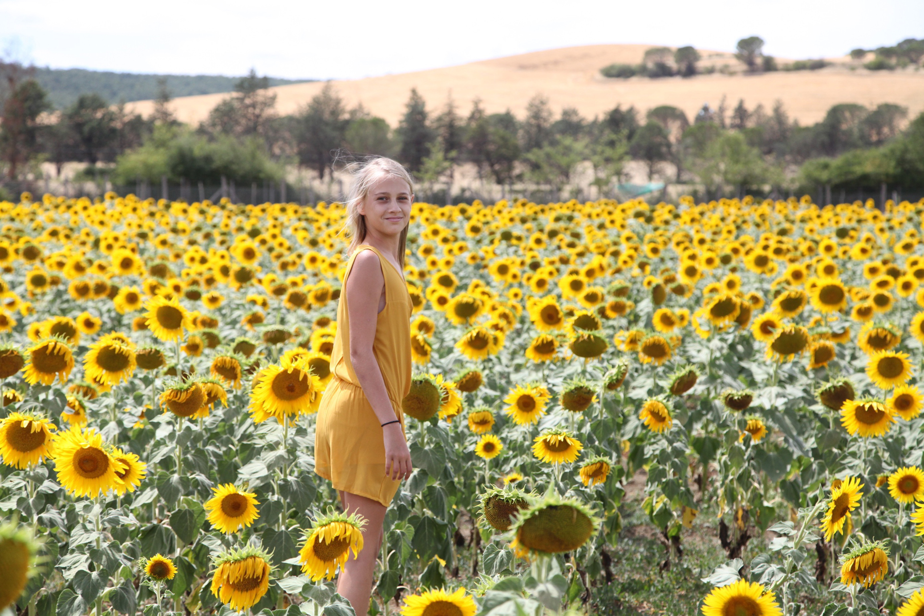 Summer Sunflower Fields Holidays