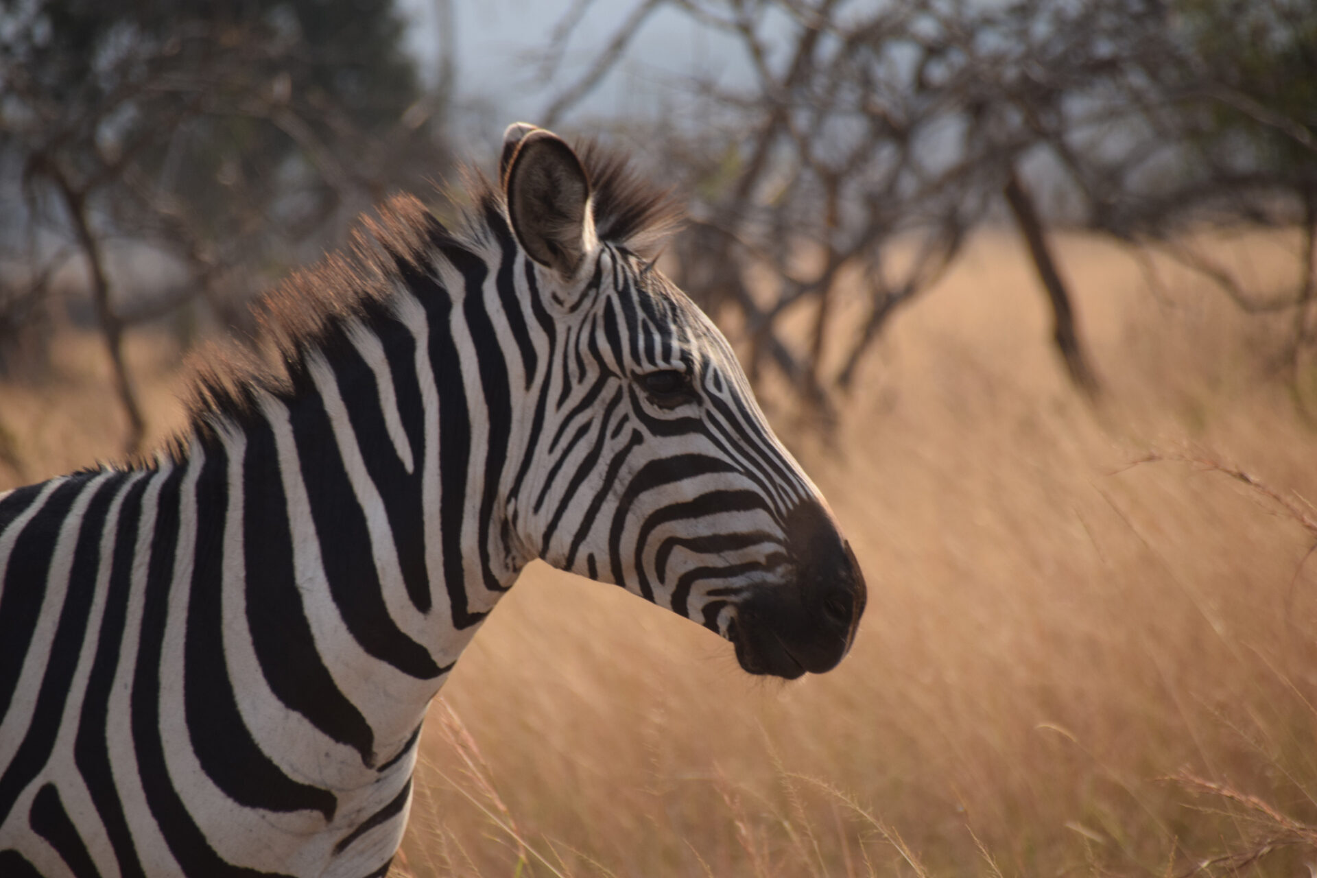 Zebra Rwanda Safari Africa