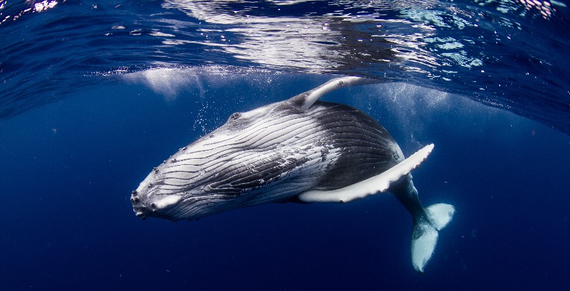 Swim With Humpback Whales in Iceland in this Ultimate Encounter With Nature