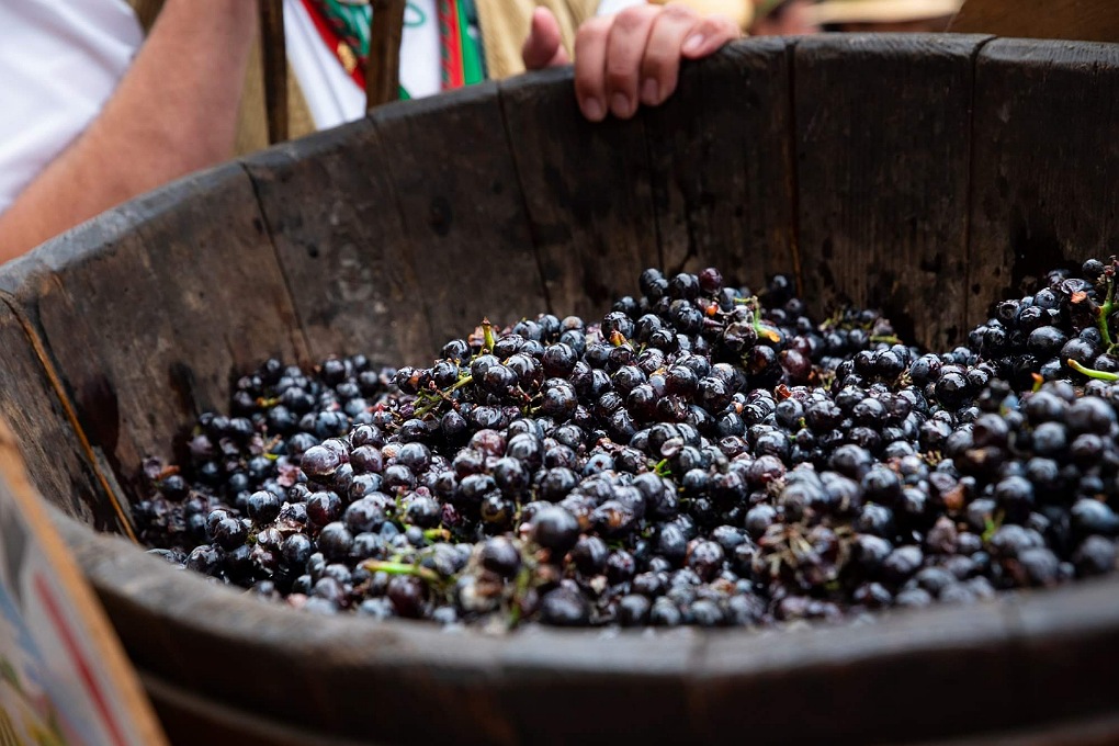 A wooden bowl filled with dark grapes soon to be transformed to wine. The Fete des Vendanges celebrates the annual grape harvest and bottling.