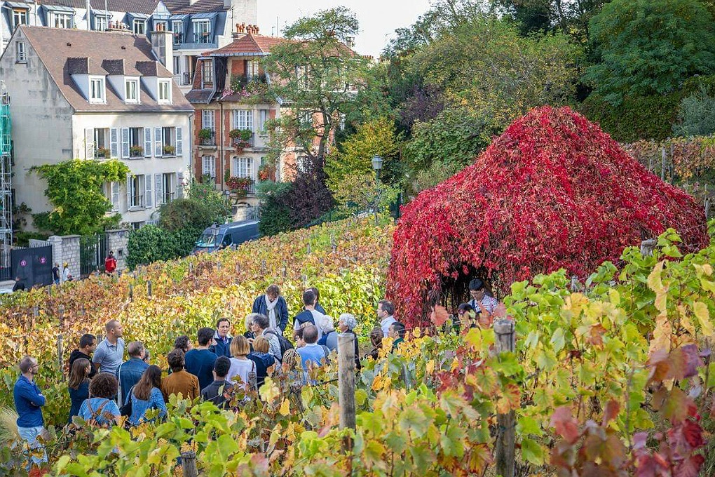 A group cluster around their guide on a tour through Clos Montmartre's vineyards.