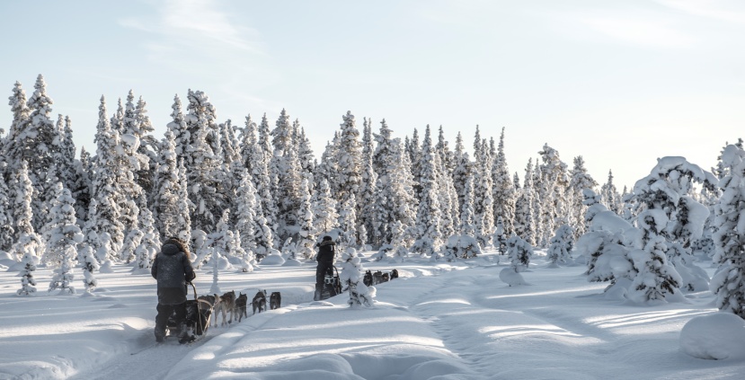 Dog-Sledding, Lapland