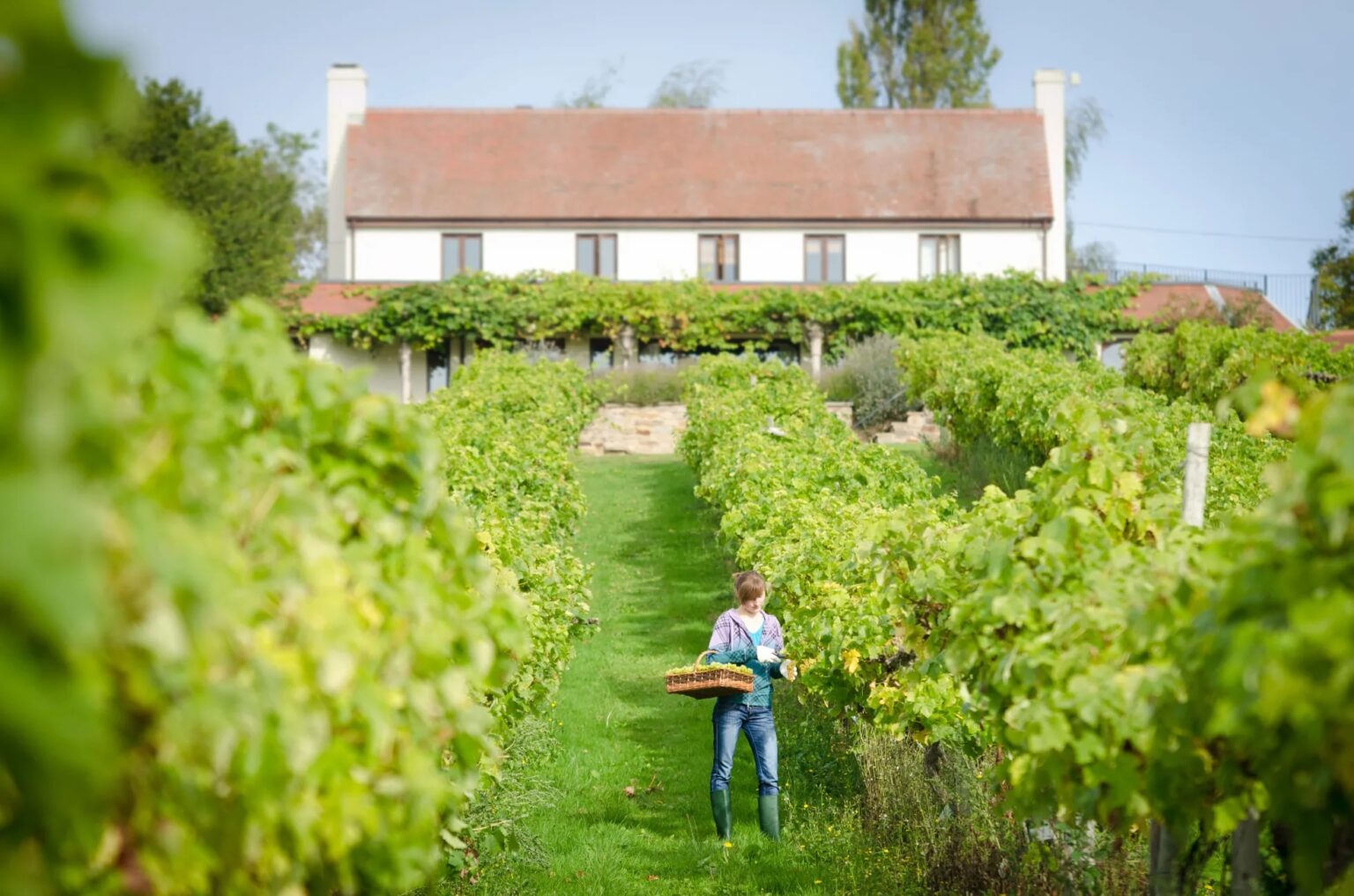 Swirl, Sniff, and Sip The 6 Best UK Wine Tasting Experiences Beau