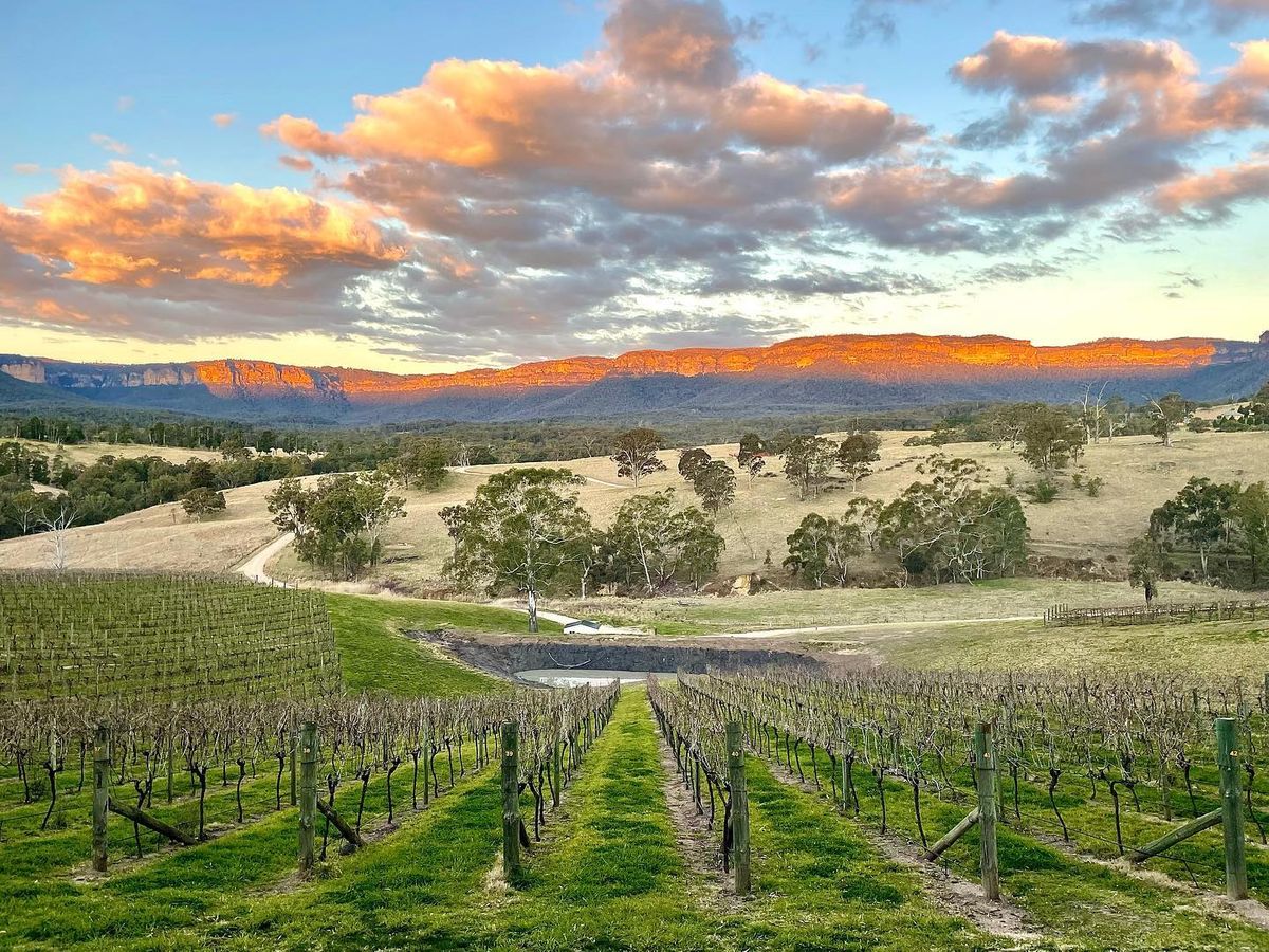Dryridge Estate vineyard in the Blue Mountains: rows of vines stretch out towards illuminated mountain ridges.