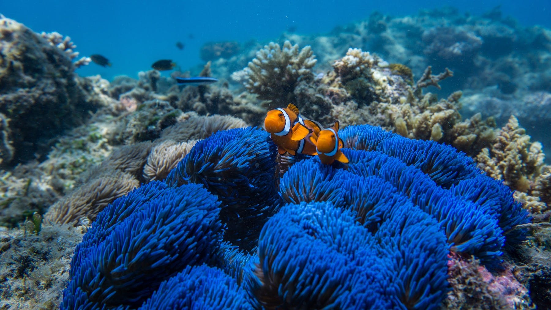 Индийский океан жизнь в океане. Коралловый риф в Австралии. Большой Барьерный риф Австралия. Морской парк большого барьерного рифа. Большой Барьерный риф кораллы.