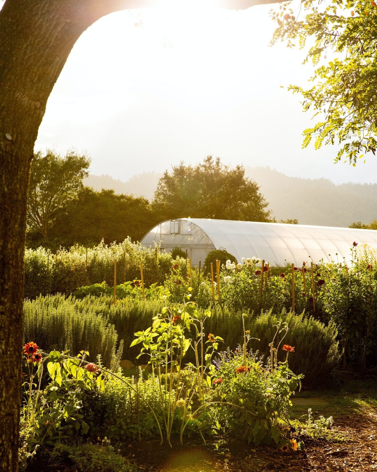 The French Laundry : A Coveted Culinary Landmark - Beau Monde Traveler ...