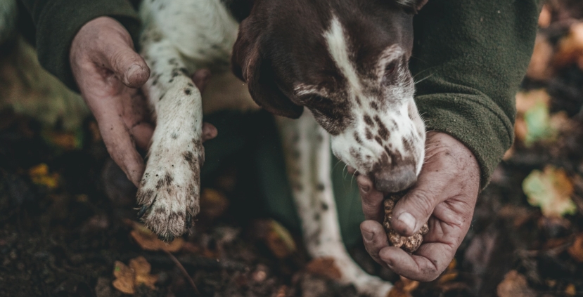 Truffle Hunting in Tuscany: a Treat for Gourmets and Nature Lovers